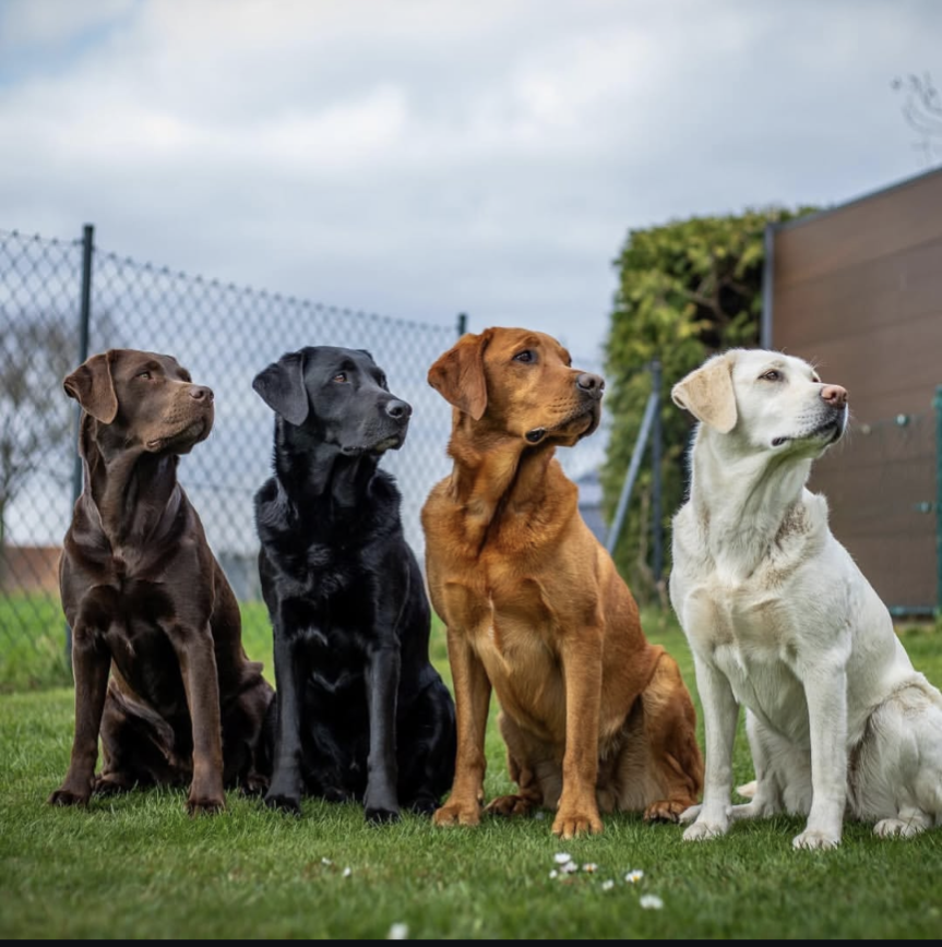 LABRADOR RETRIEVER PUPPIES FOR SALE