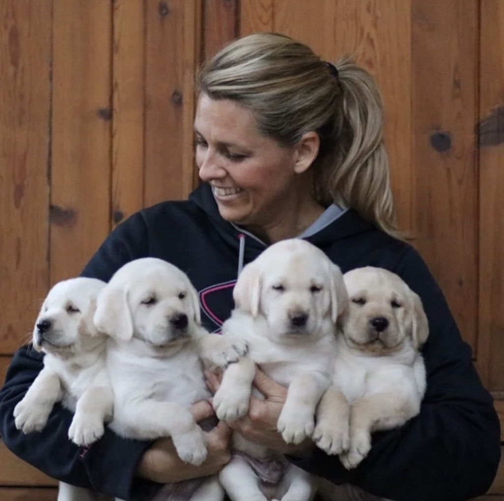 Labrador Retriever Puppies For sale