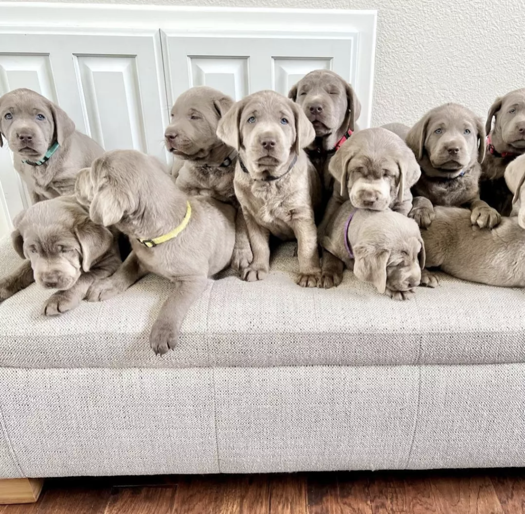 Labrador Retriever Puppies for sale