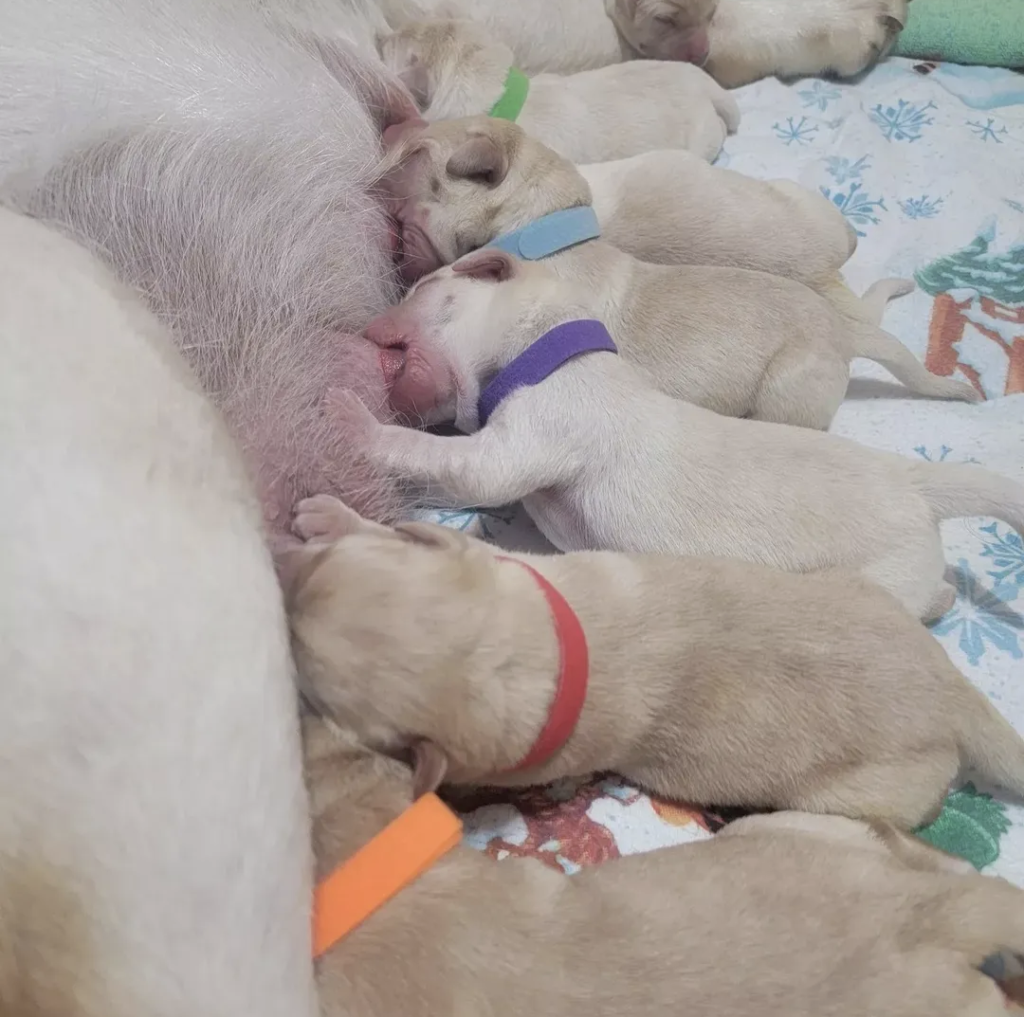 Labrador Retriever Puppies for sale