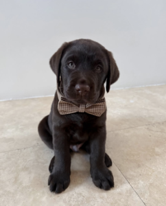 Labrador Retriever Puppies For sale