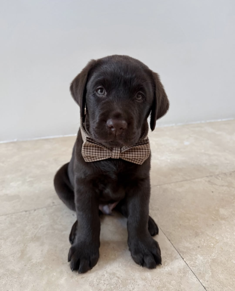 Labrador Retriever Puppies For sale
