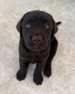 Labrador Retriever Puppies For sale