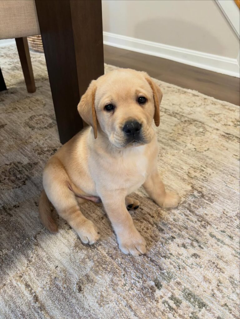 Labrador Retriever Puppies For sale