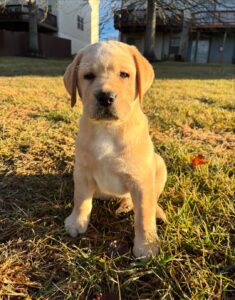 Labrador Retriever Puppies For sale