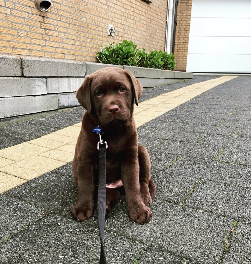 Labrador Retriever Puppies For sale