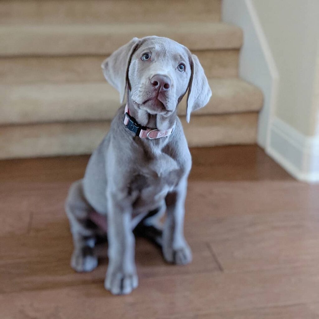 Labrador Retriever Puppies For sale