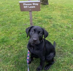 Labrador Retriever Puppies For sale