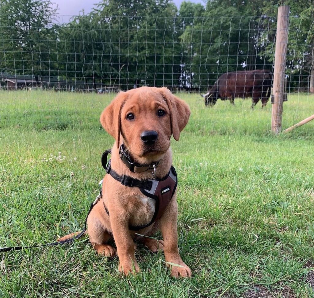 labrador retriever puppies for sale