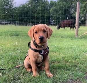 labrador retriever puppies for sale