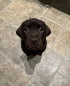 Labrador Retriever Puppies For sale