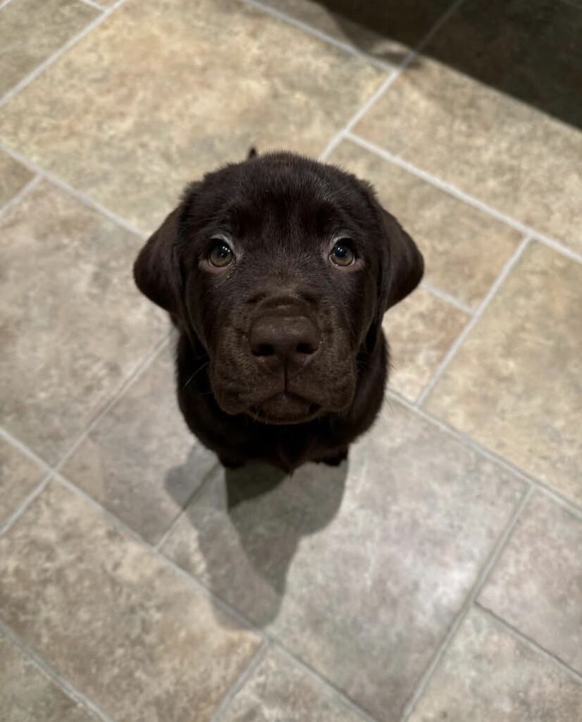 Labrador Retriever Puppies For sale
