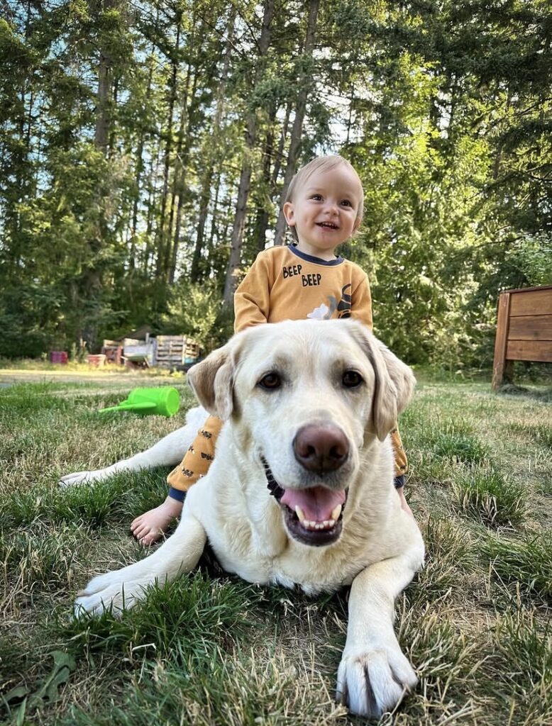 Labrador Retriever Puppies for sale