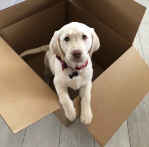 Labrador Retriever Puppies For sale