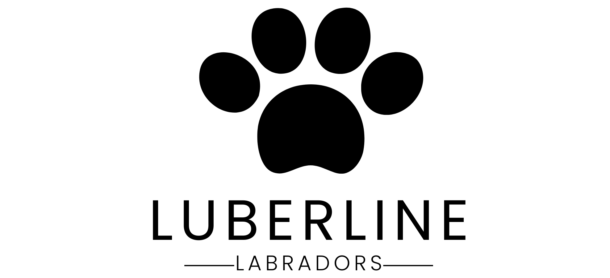 Why AKC Registration Matters for Your Labrador Puppy
